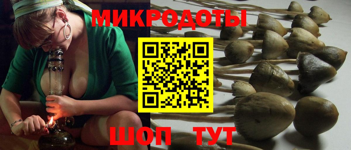 Галлюциногенные грибы Psilocybe Сосновоборск